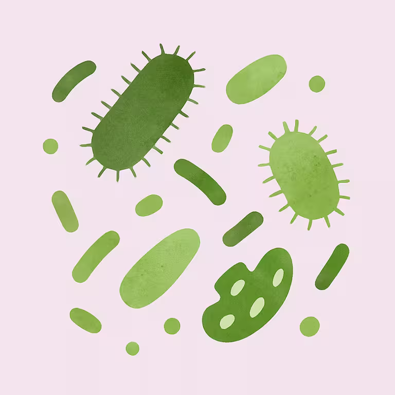 Bacteria